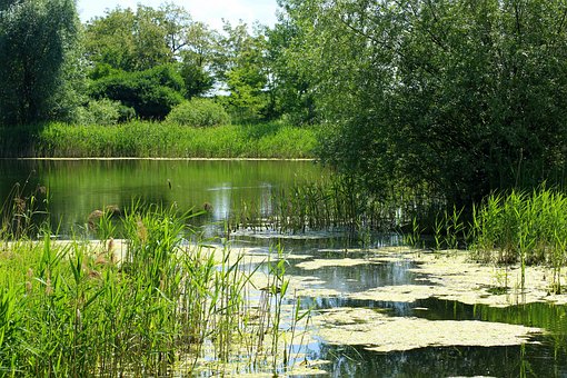 rivière avec herbes et arbres