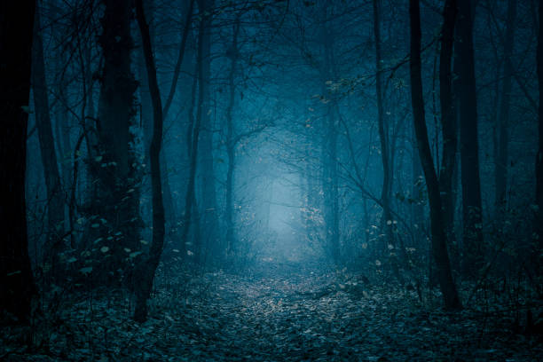 sous bois la nuit