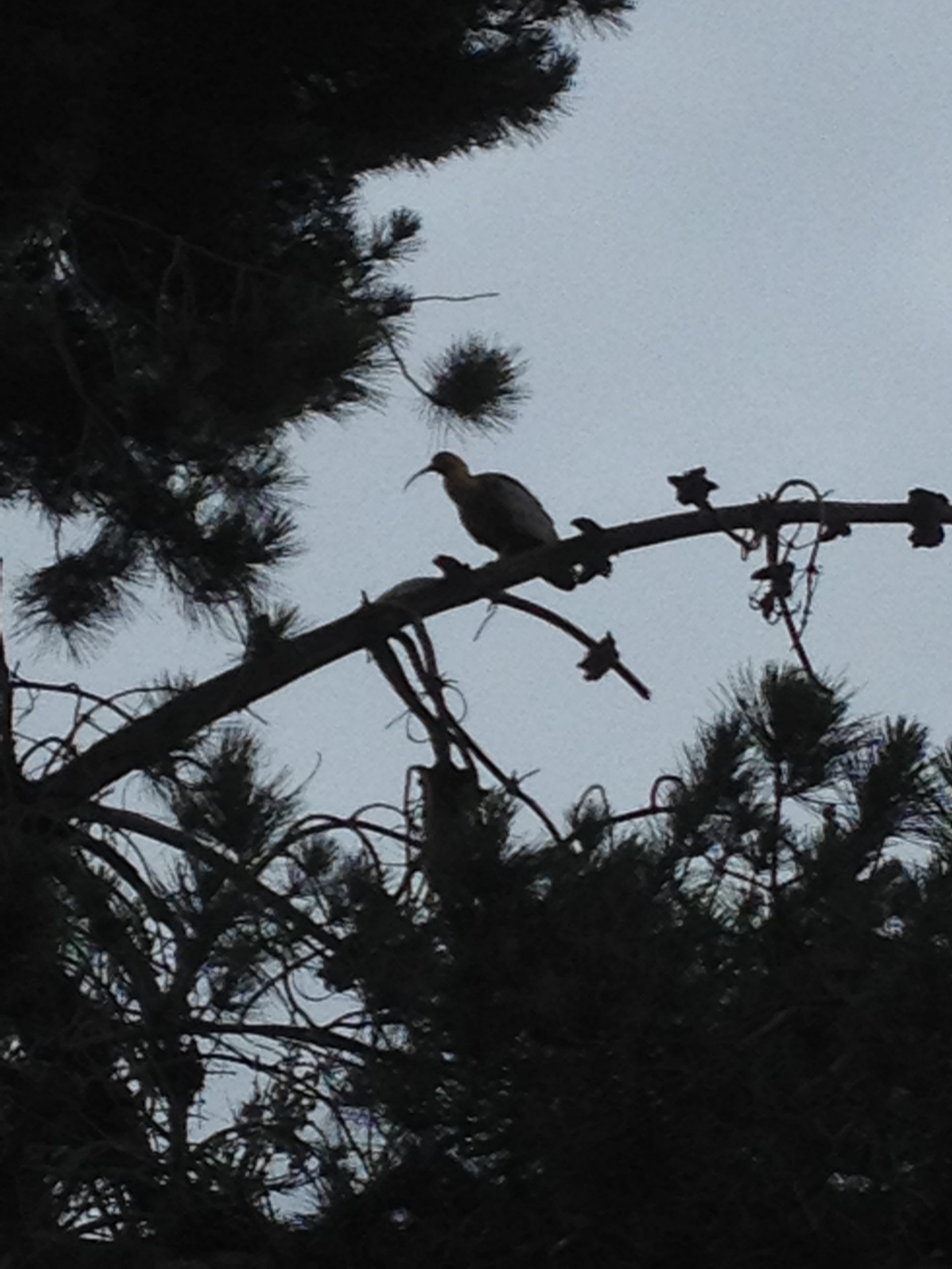 Ombre d'un oiseau sur une branche